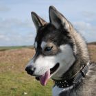 My husky in Cornwall