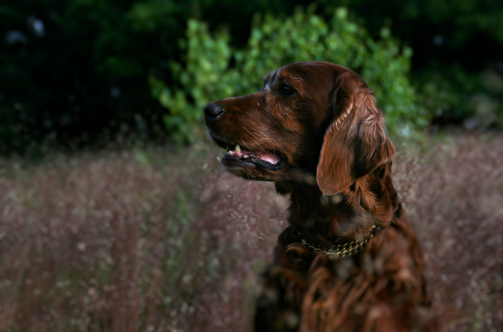 *My-Irish-Red-Setter*