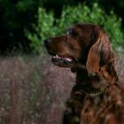 *My-Irish-Red-Setter*