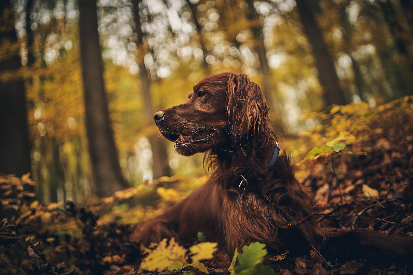 My Irishredsetter