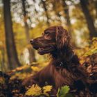 My Irishredsetter