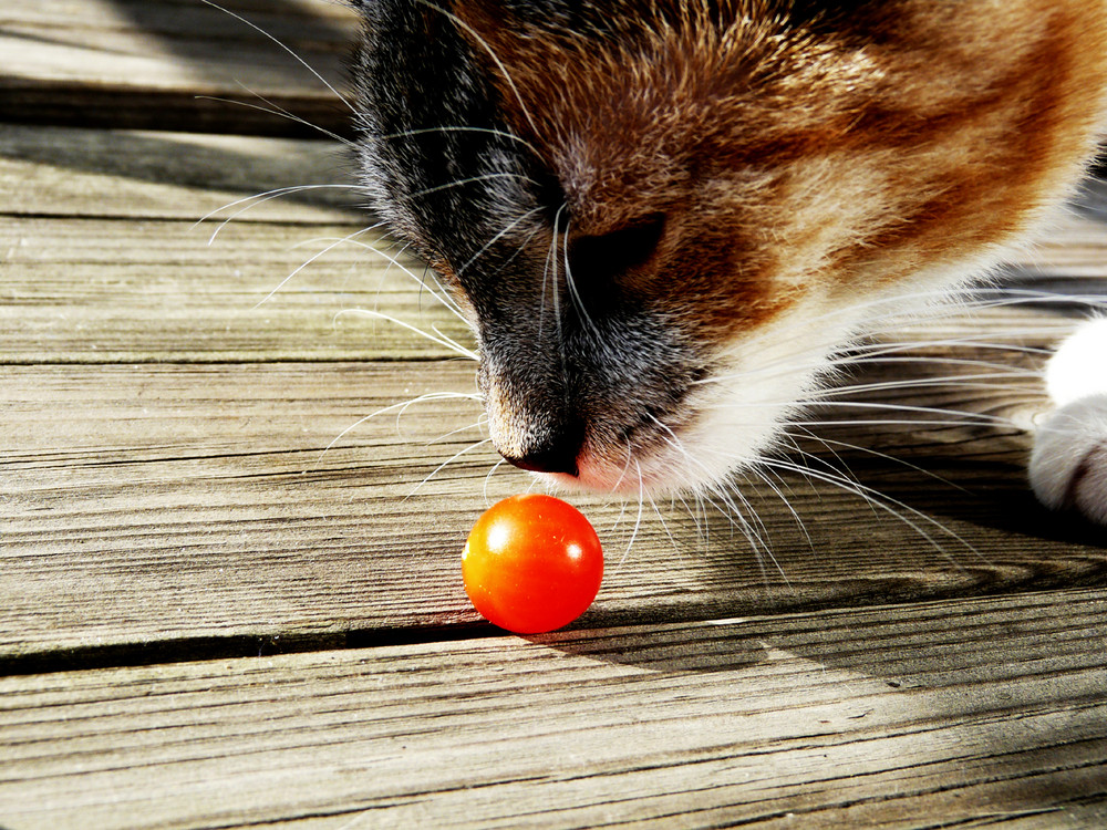 My kitty & a tomato II