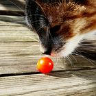 My kitty & a tomato II