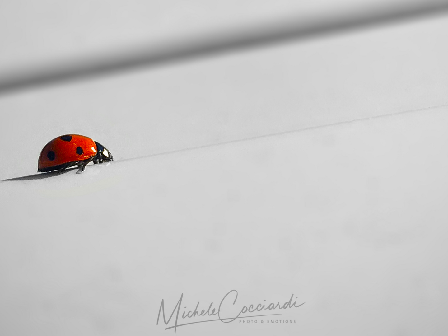 MY LADYBUG