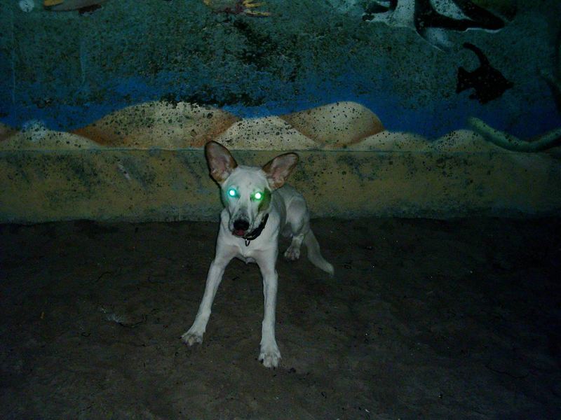 my LED-Dog ..shocked by my flash..