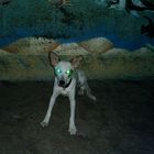 my LED-Dog ..shocked by my flash..