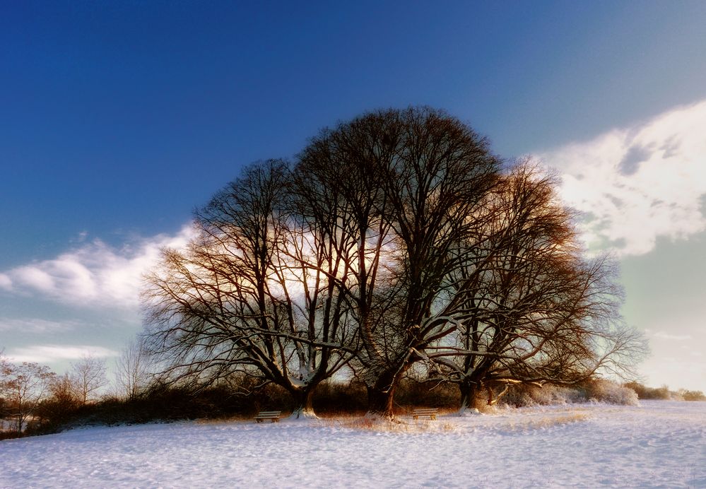 my lime trees ...