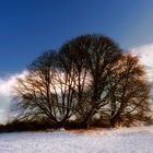 my lime trees ...