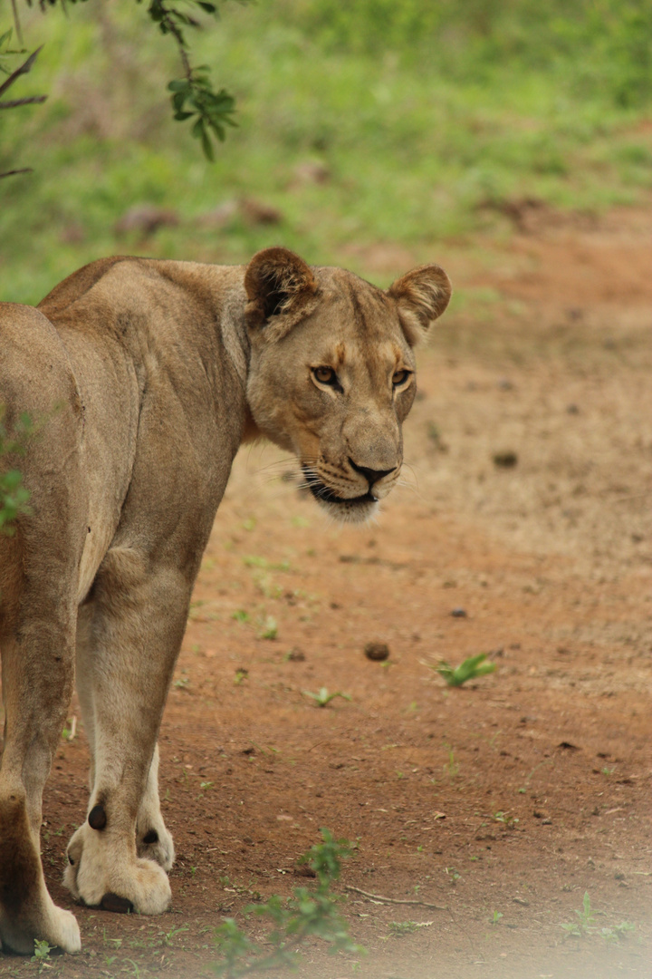 my lioness