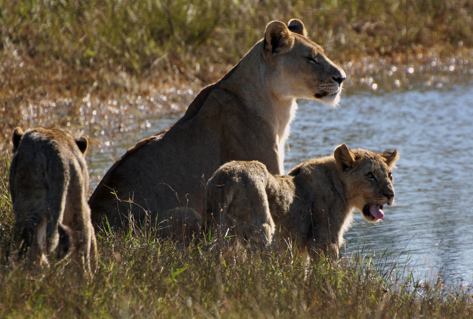 My Lions-Mother's care