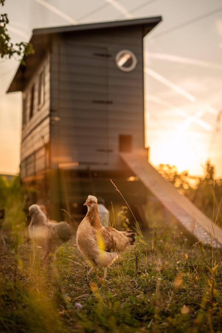 My little chickenfarm in the prairie