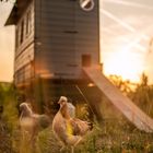 My little chickenfarm in the prairie