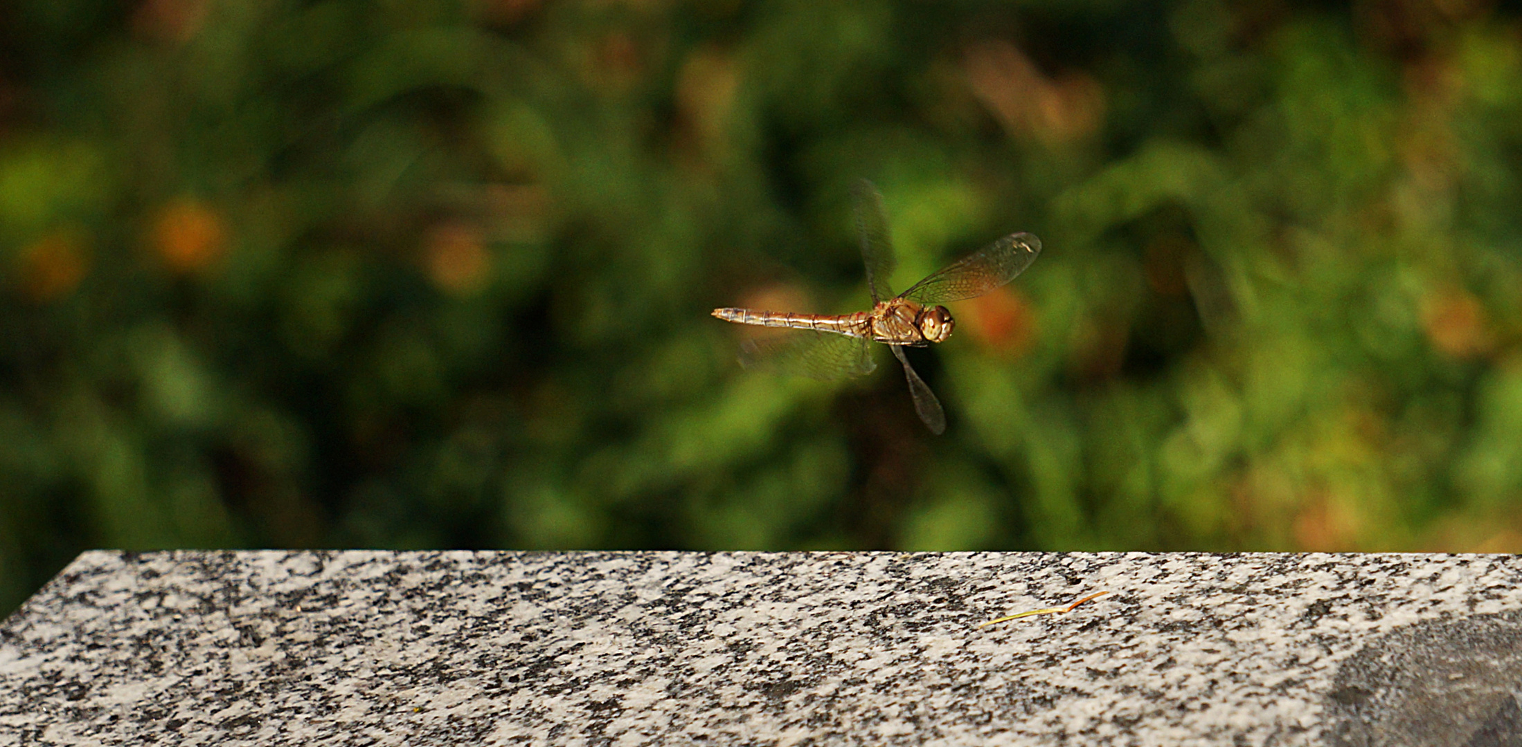 My little Dragonfly