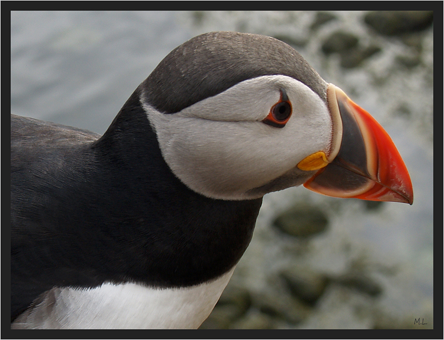 my little friend the puffin