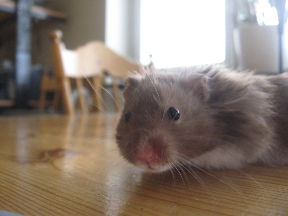 My little hamster Baloo , :D