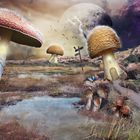 My Little Mushroom World