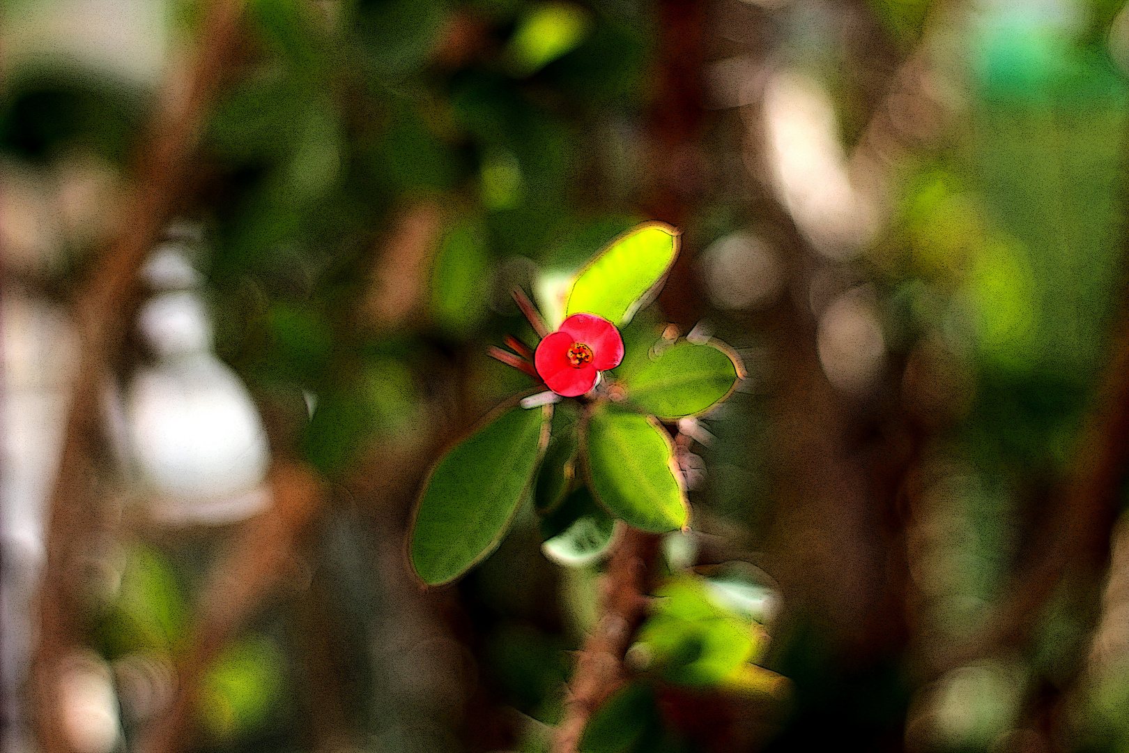 My little red friend