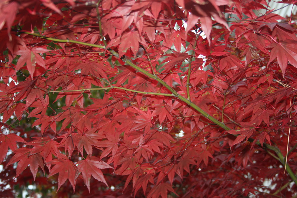 My Maple Leaf Collection