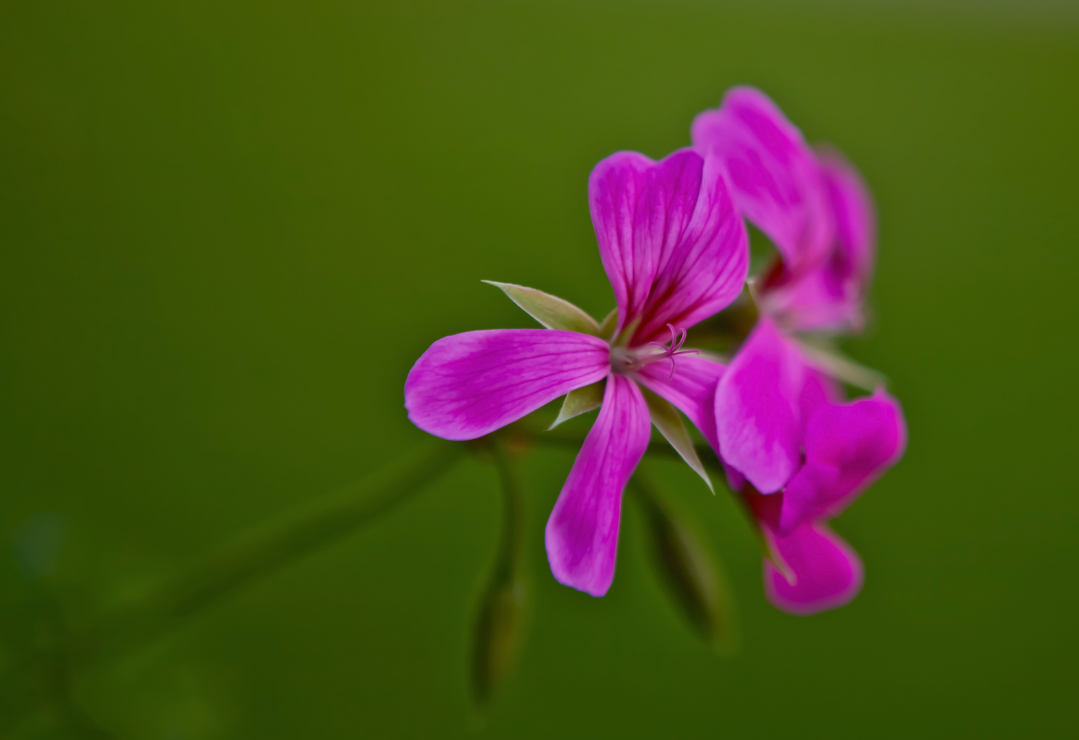 My Monday Flower