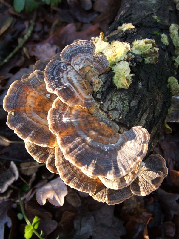 My my...you look like a fungi (fun guy...gettit?)