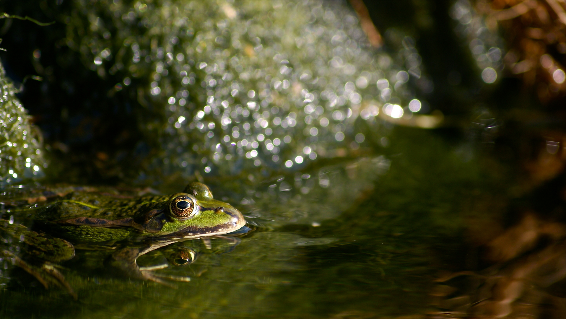 my name is frog - fridolin frog