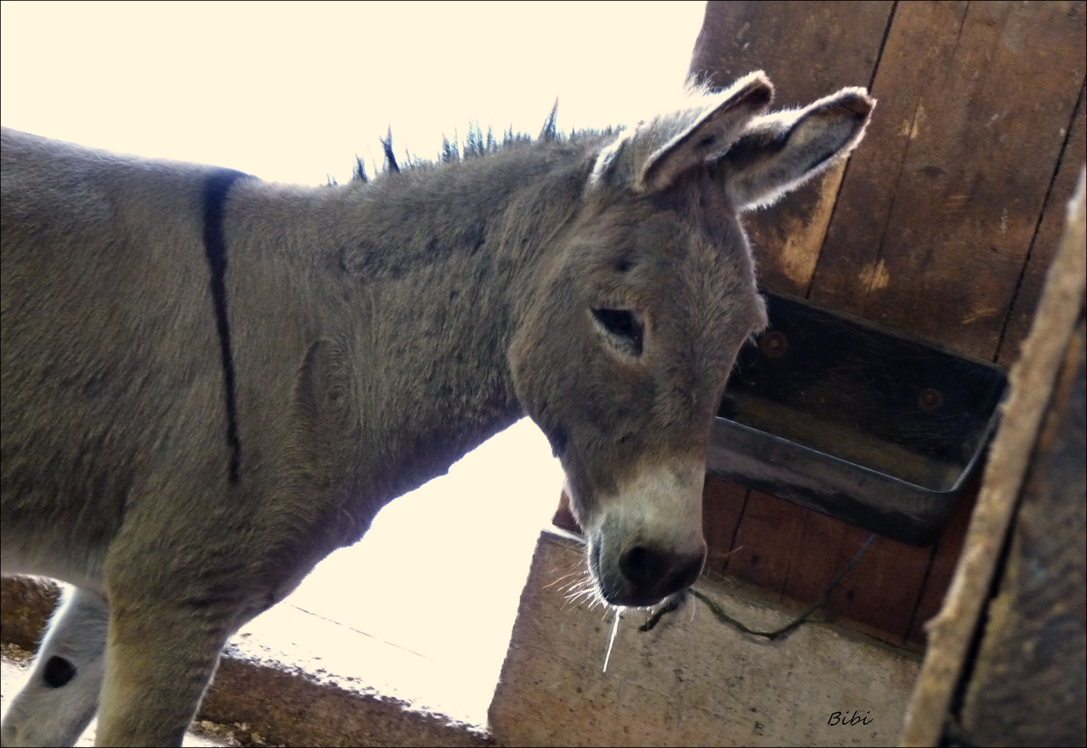 my name is OSKAR...