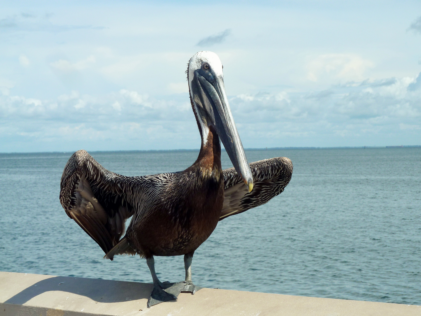 My Name Is Pelican