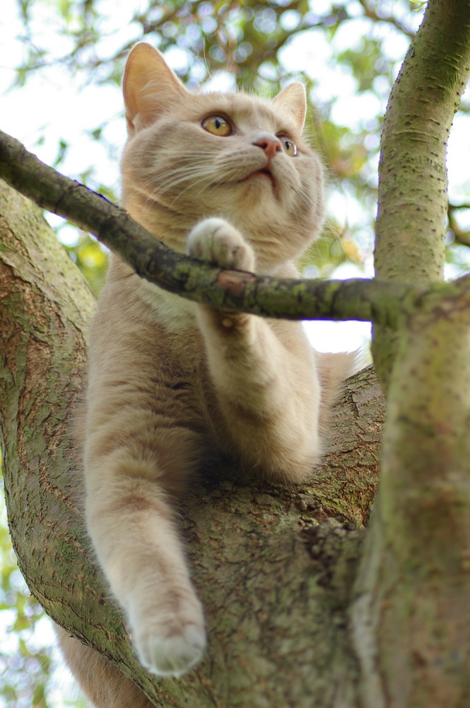 my neighbour's kitten