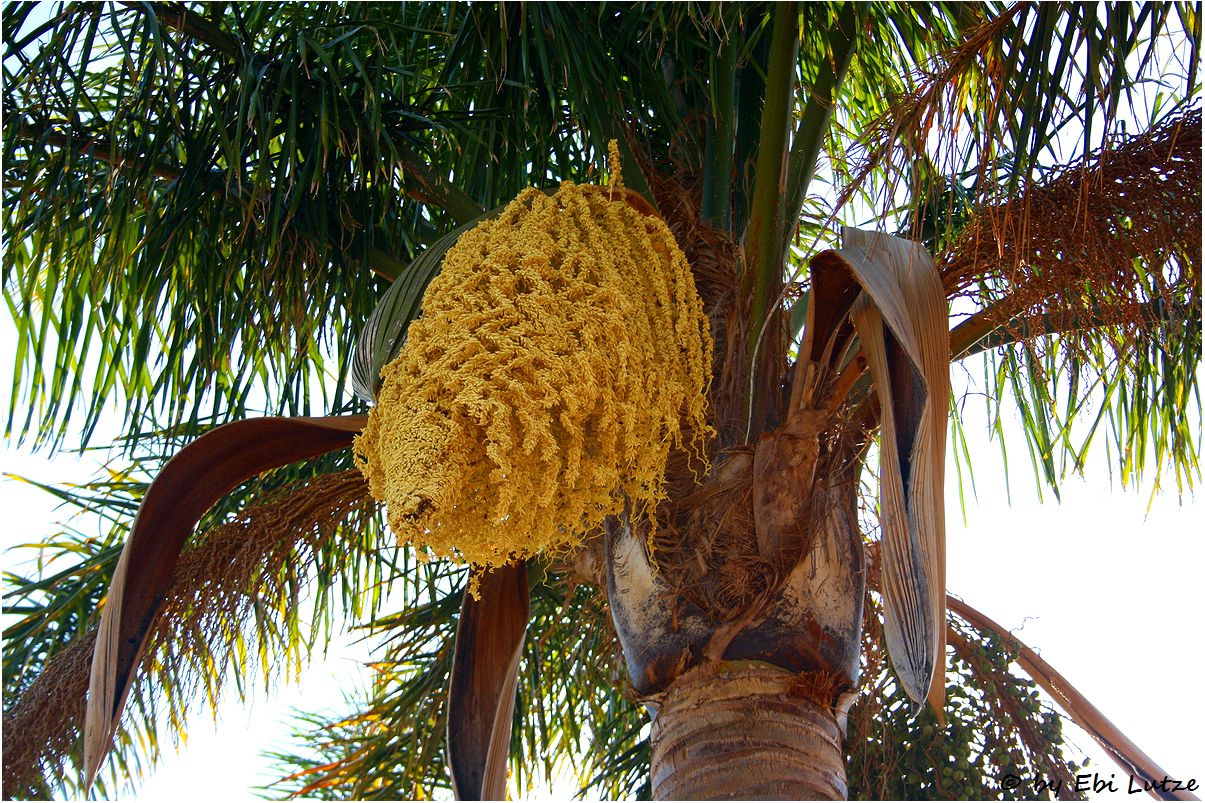 * my neighbours Palm tree in flower  *