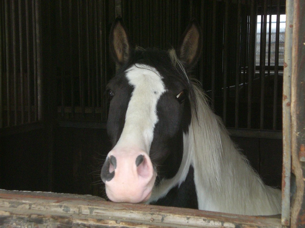 My nosy Pony