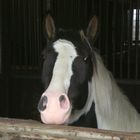 My nosy Pony