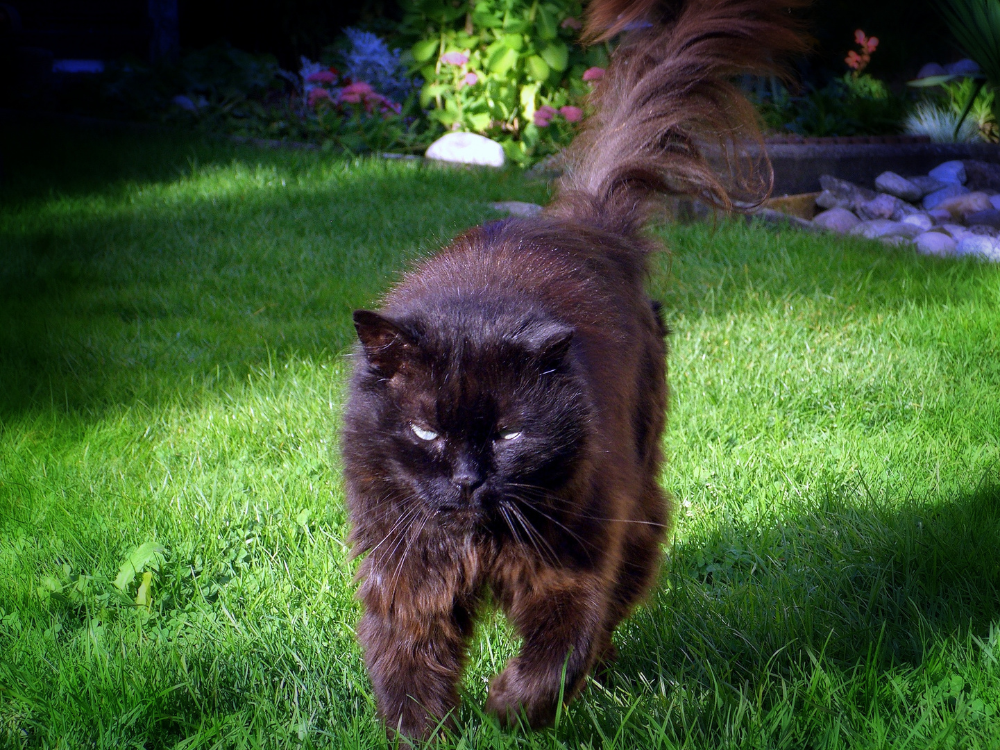 my old wild tom cat 'fury' † RIP 2011