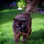 my old wild tom cat 'fury' † RIP 2011