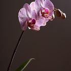 My Orchid 