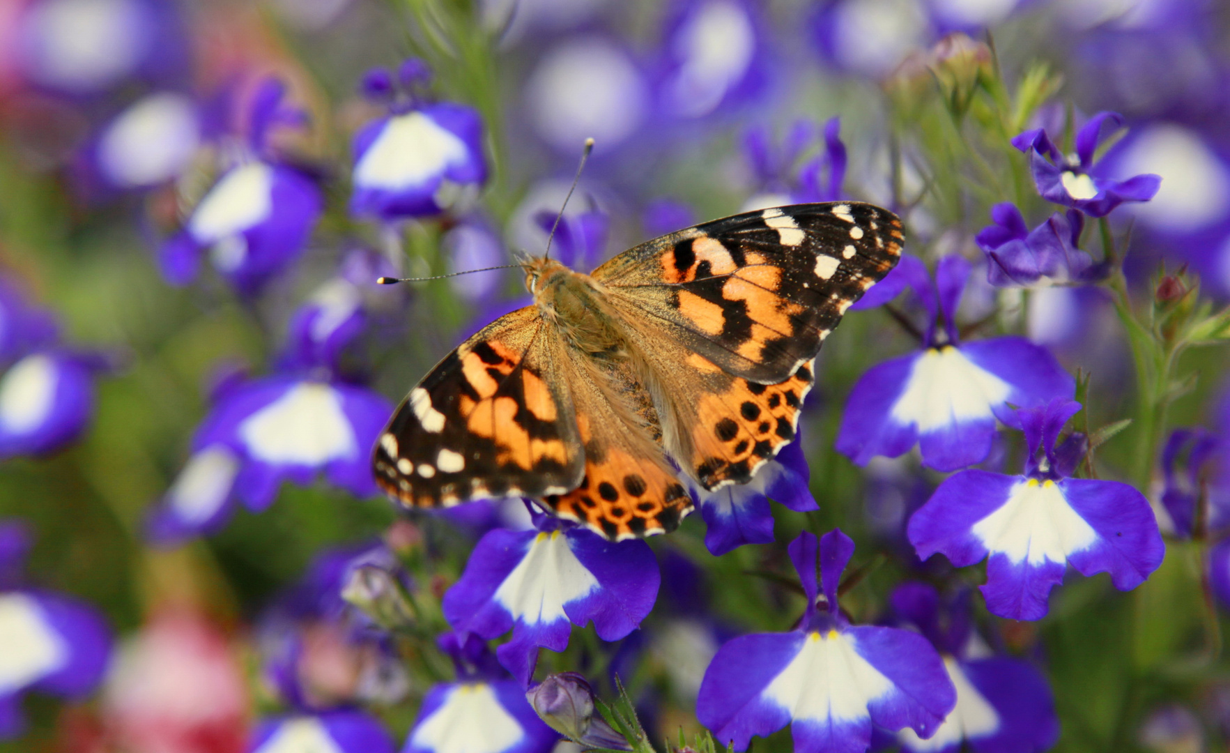 My own cultured butterflies from the last year.