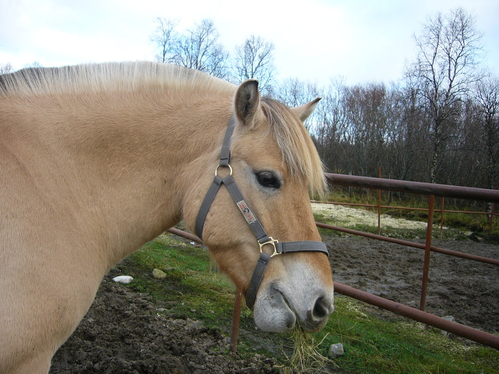 My own horse, Aslan