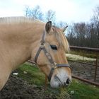 My own horse, Aslan<3