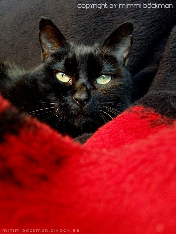 My panther