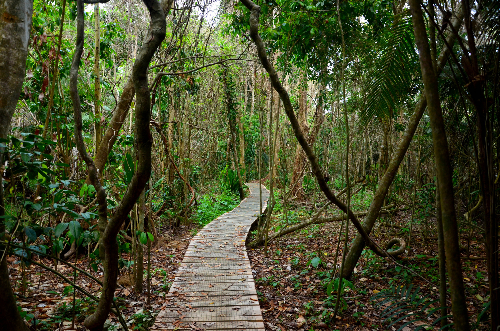 My path --- Costa Rica Rainforest