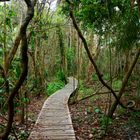 My path --- Costa Rica Rainforest