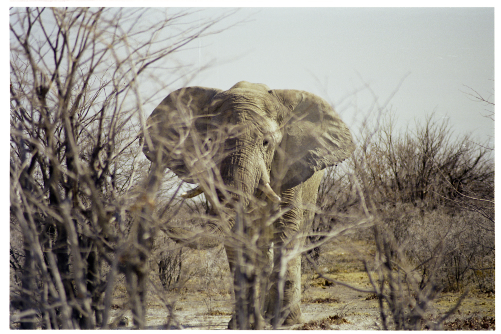 my personal amarula elephant