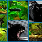 My Pet´s