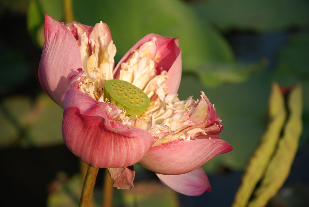 My Pink Lotus