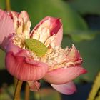My Pink Lotus
