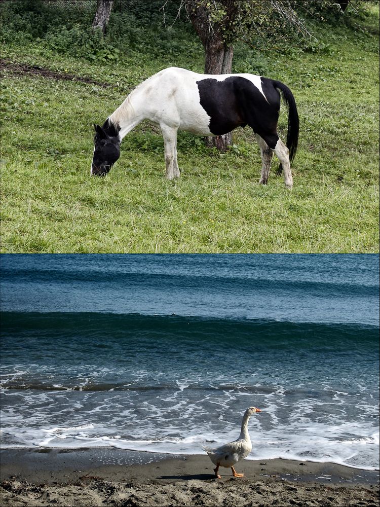 my pony is over the ocean .....