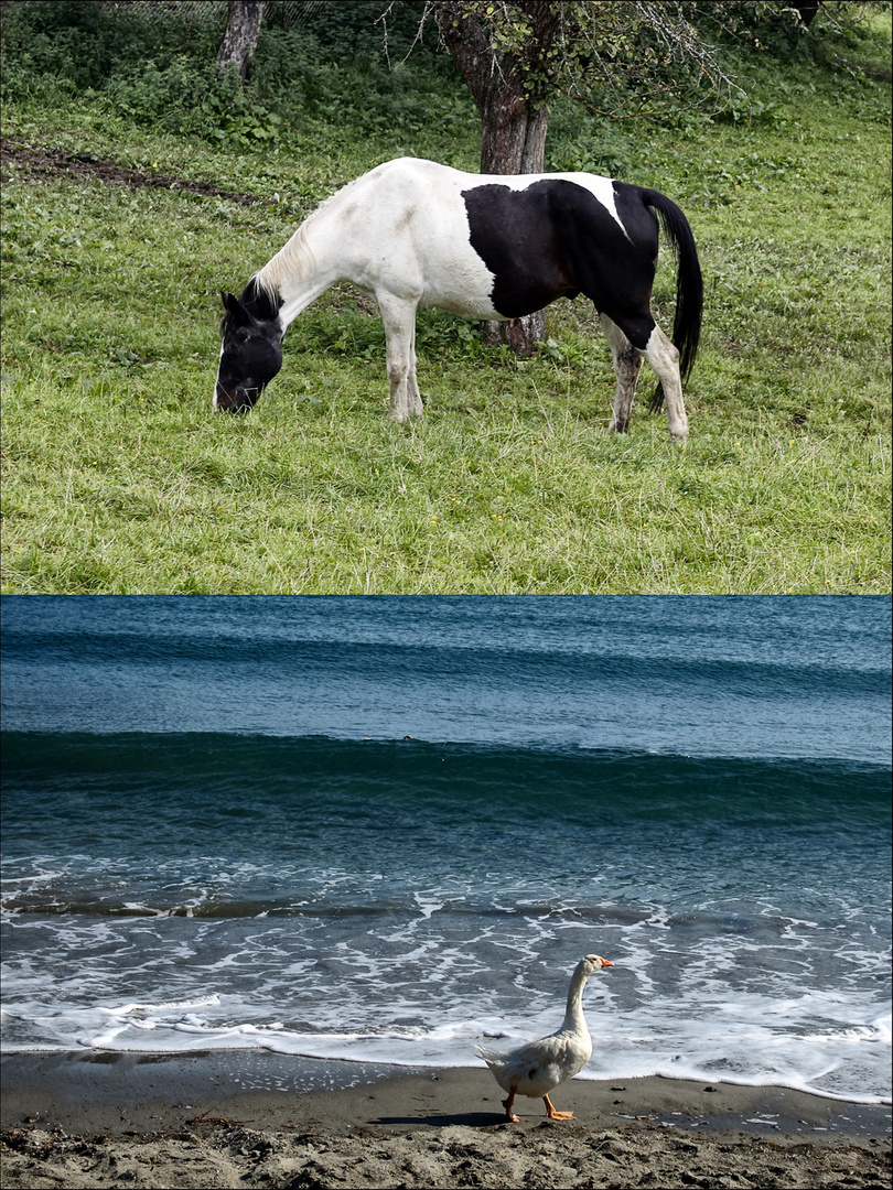 my pony is over the ocean .....