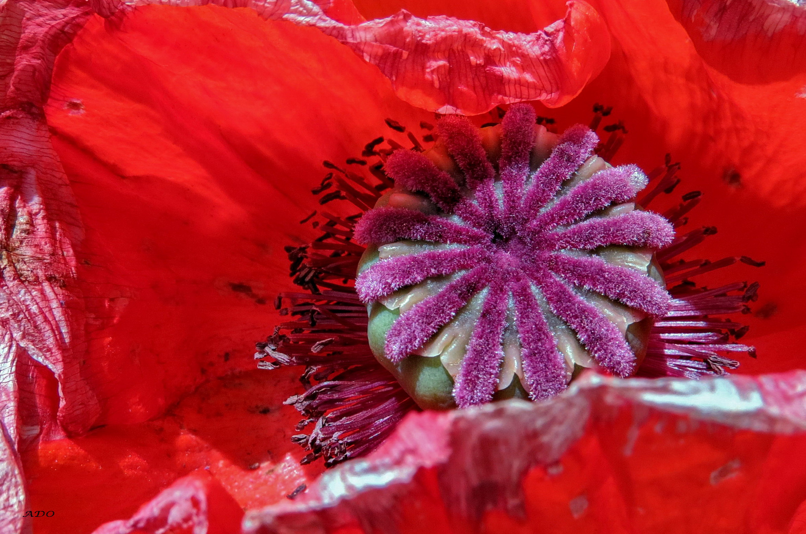 My Poppy - My Canon PowerShot