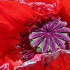 My Poppy - My Canon PowerShot