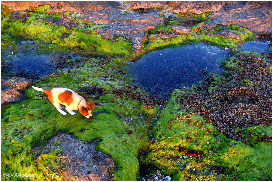 My puppy in search for interesting objects