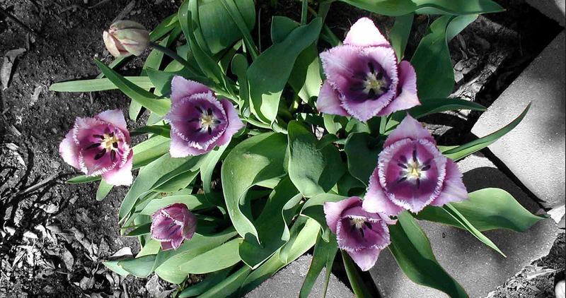 My Purple Tulips